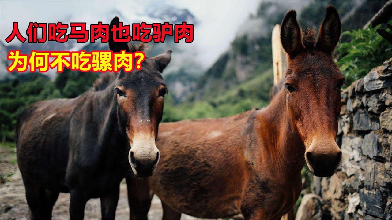 老話說&ldquo;驢肉香馬肉臭，餓死不吃騾子肉&rdquo;，騾子肉很難吃嗎