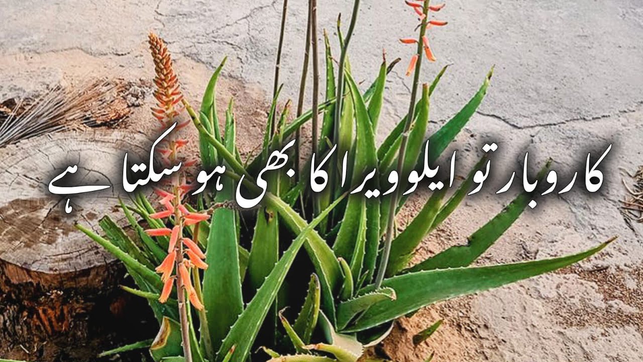MA Jinnah Road Kay Bazar by CM Saima Rehman 🤍✨️ 
