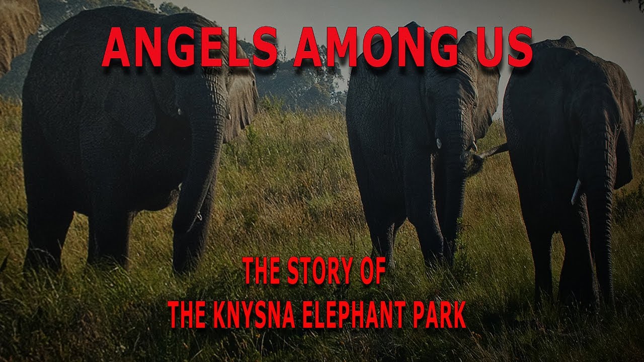 The Knysna elephant park