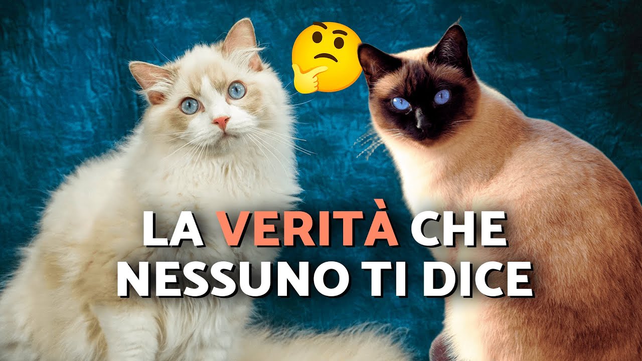 Gatto SIAMESE VS. RAGDOLL 🐈✨ Confronto tra razze (Differenze nelle caratteristiche)