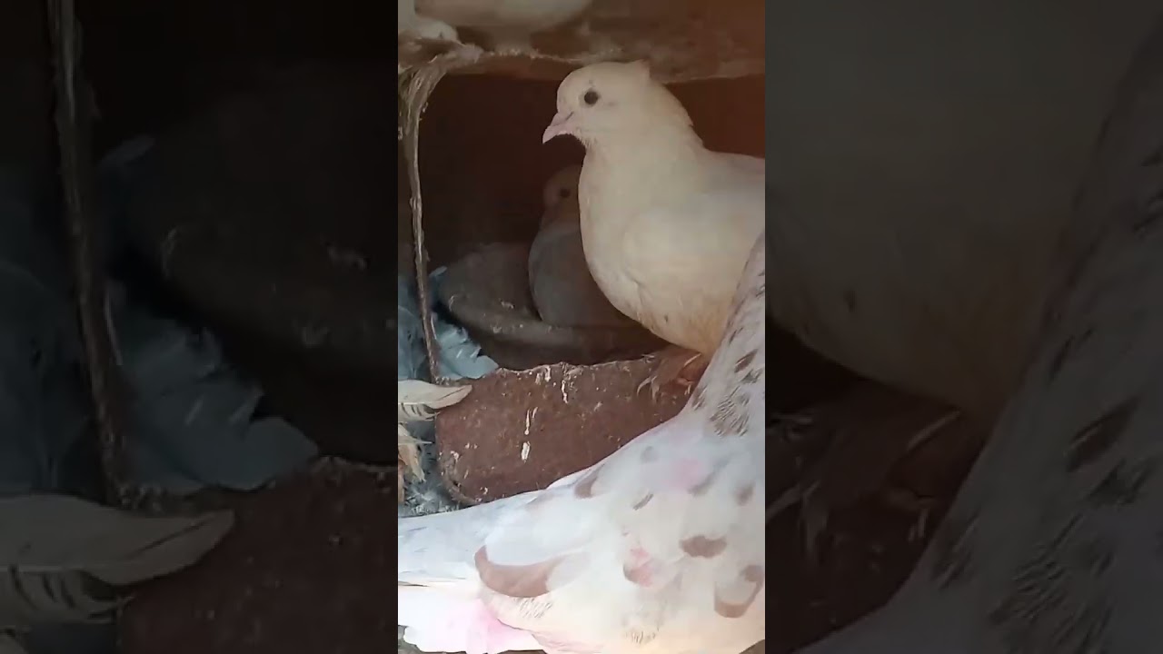 New kabutar pakada#pigeoncatch#kabutarcatch#Catch#shorts#short#viral
