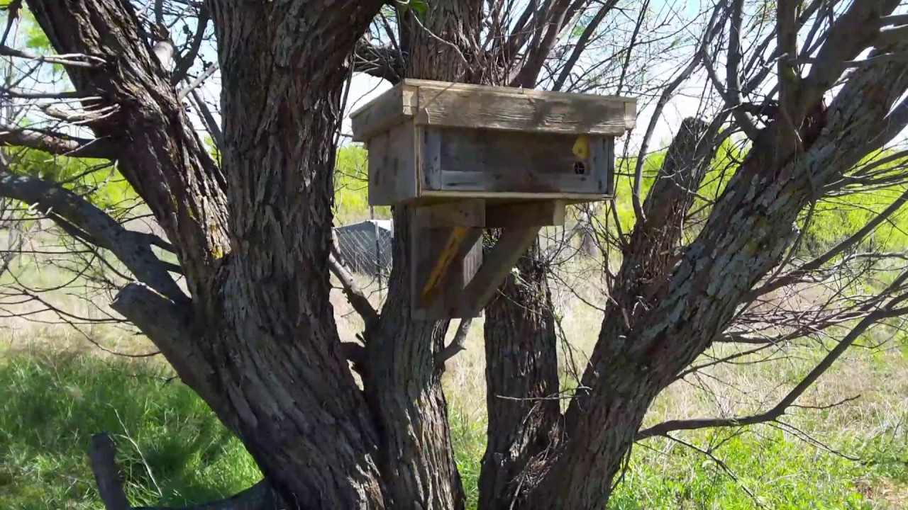 Top bar swarm trap #2