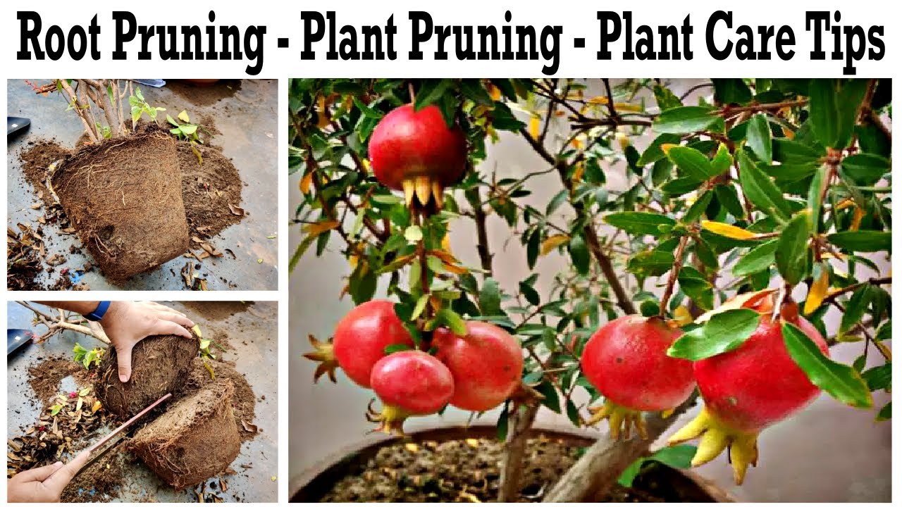 Pomegranate plant care tips for Healthy Flowers & Healthy Fruits