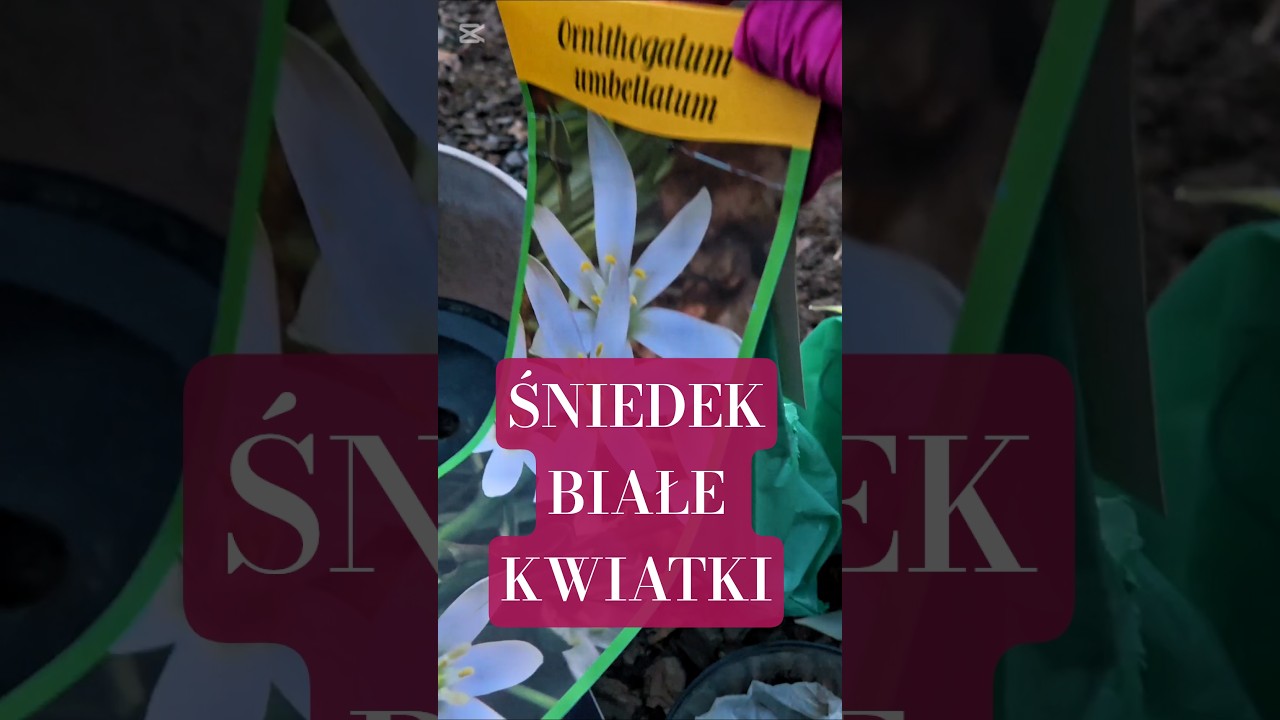 Śniedek - białe kwiatki, krokosmia posadzona #ogr&oacute;d #byliny