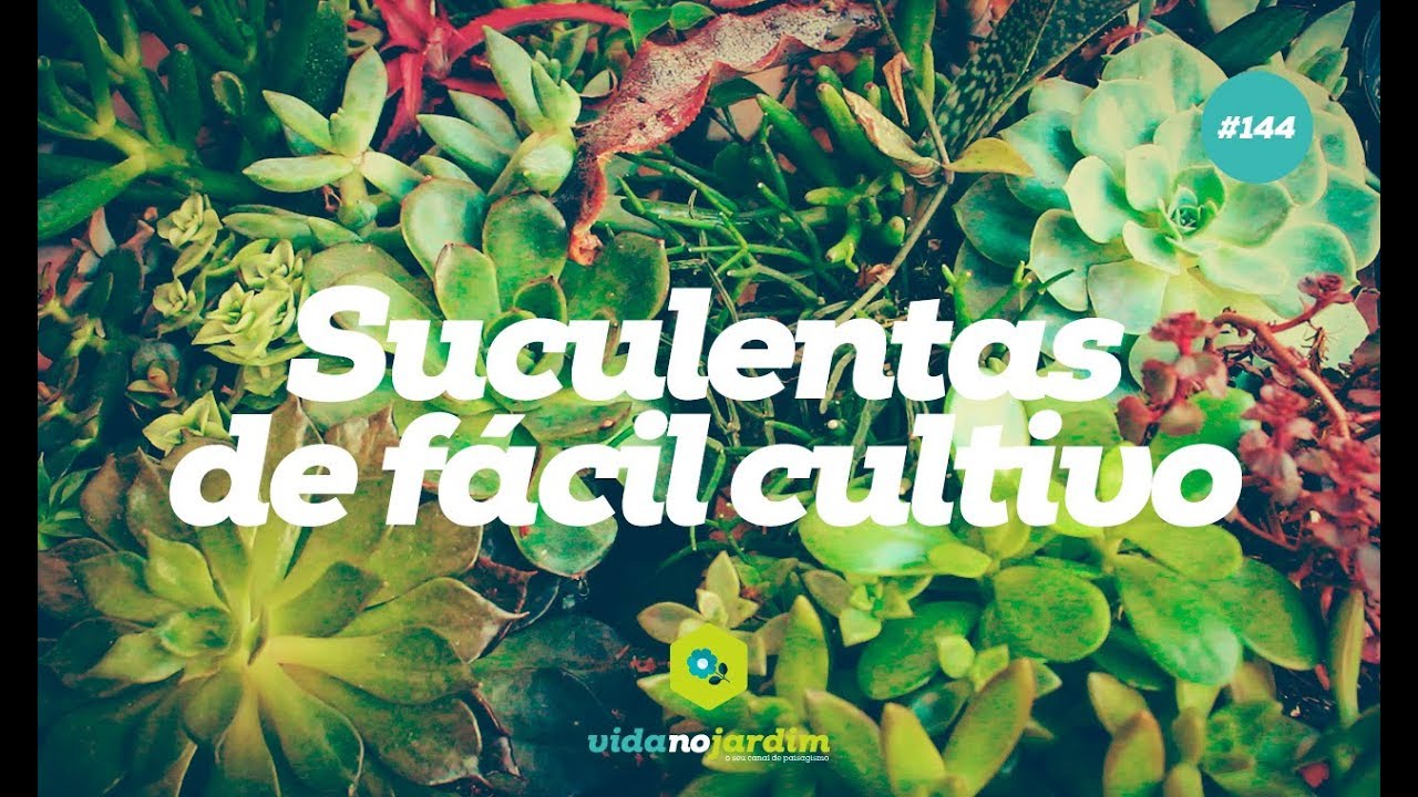 SUCULENTAS de FÁCIL CULTIVO para ter em CASA - Várias espécies