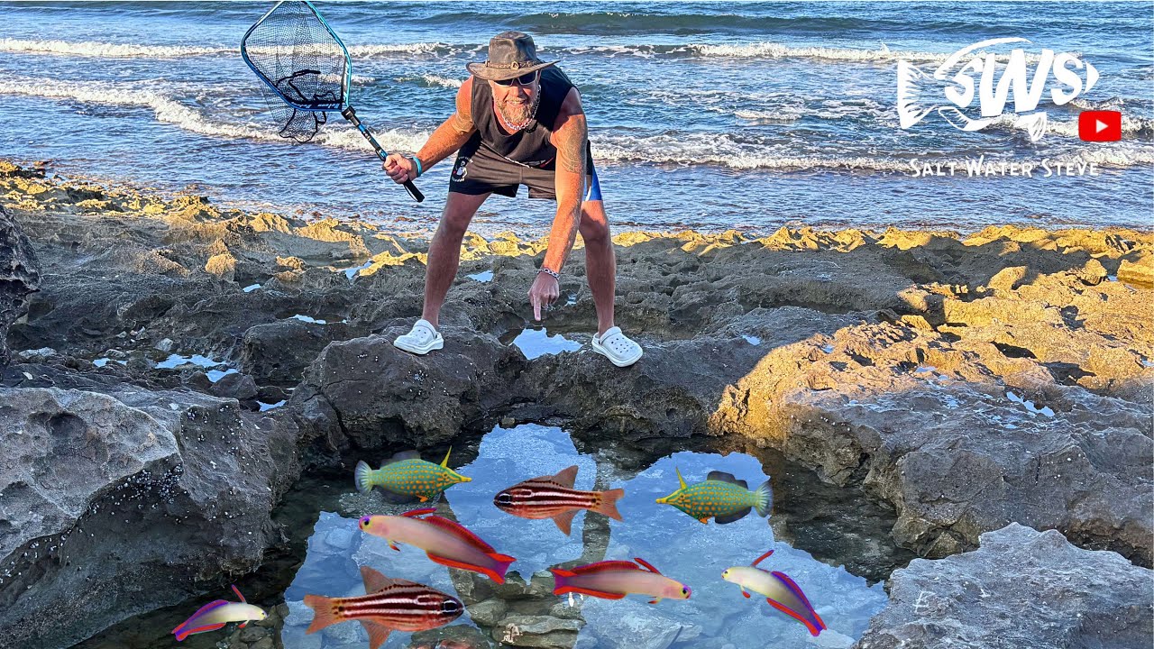 Catching SALTWATER fish  🐟 NEW FISH  🐠  #catchingaquariumfish #tidepooling