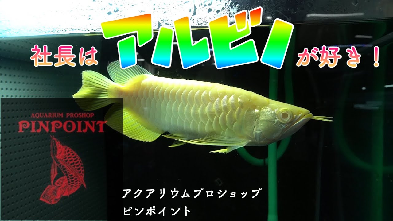 【アロワナショップ訪問】しーさんとコラボ#1 アクアリウムプロショップピンポイントさん訪問！アルビノ好きな社長のお店にいる魚達とは！？紅龍担当 arowana