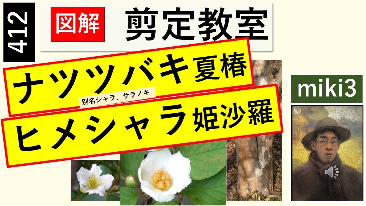 412 ナツツバキとヒメシャラの剪定 miki3
