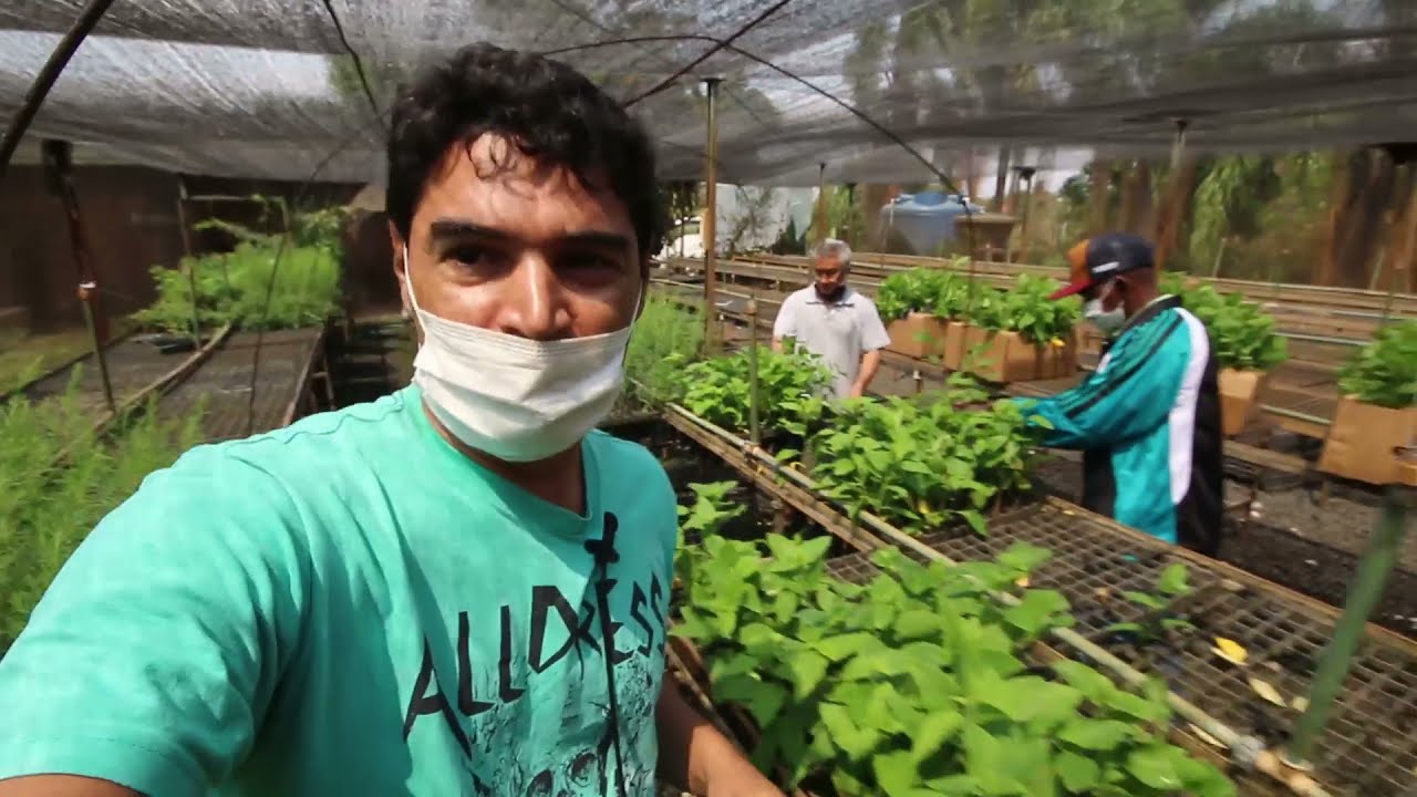 Erva Baleeira e Melaleuca Muda Melhoradas no Plantar em Casa