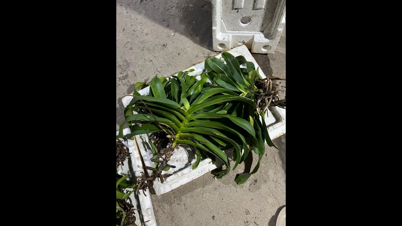 LAN RỪNG BA TƠ 0966549943 || HOA LAN B&Igrave;NH D&Acirc;N đang ph&aacute;t trực tiếp!