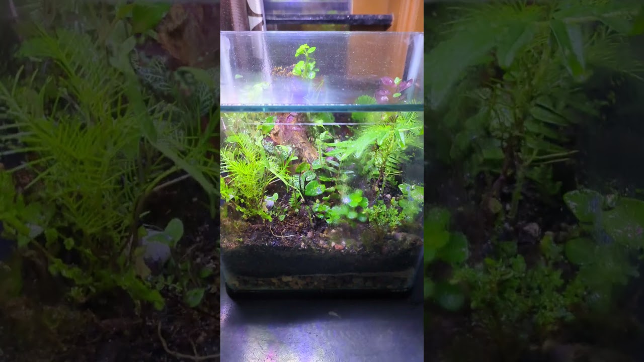 Terrarium update (20 Day) #aquascape #closedterrarium #terrarium #cypressvine #ferns