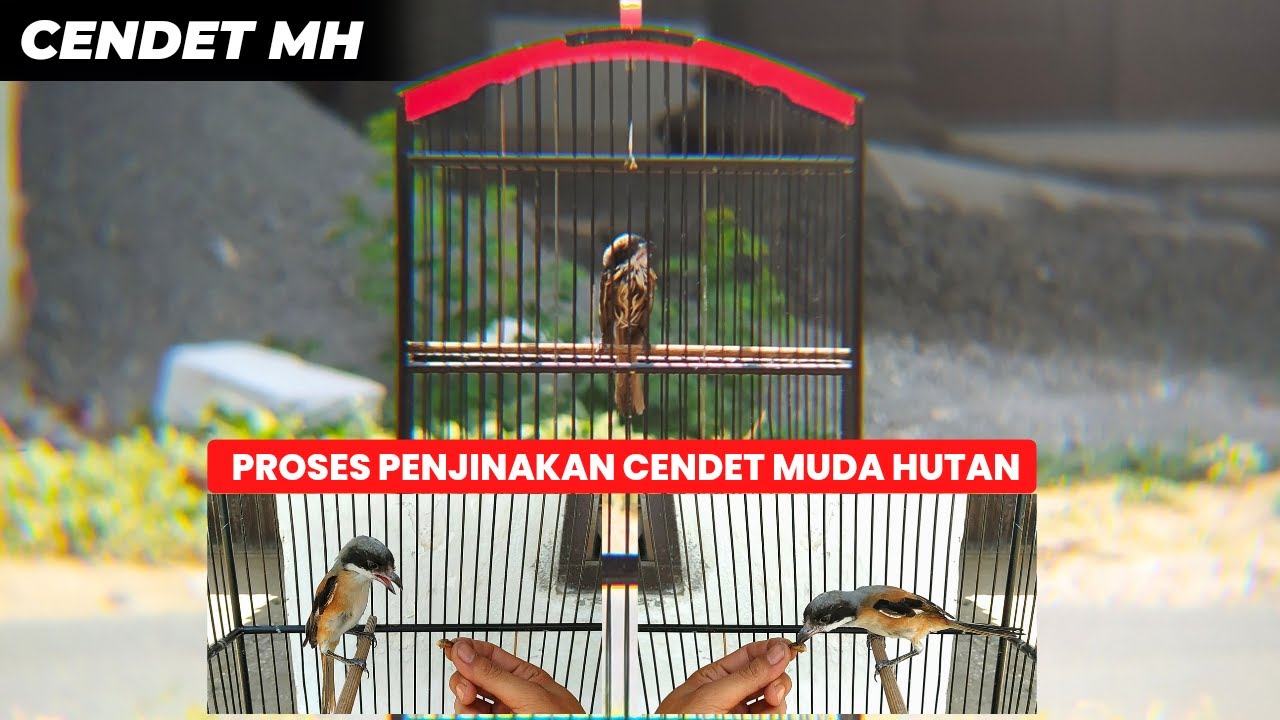 LANJUT LAGI❗PROSES PENJINAKAN CENDET MUDA HUTAN❗