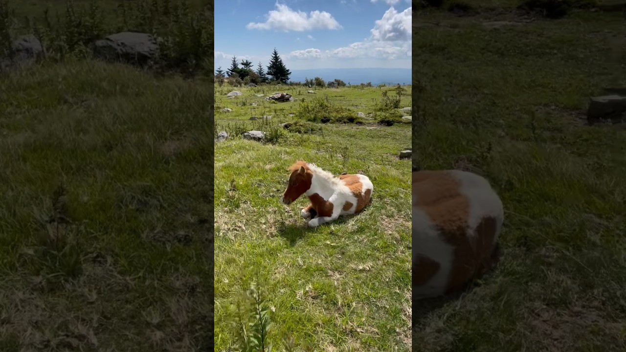 Backpacking Grayson Highlands State Park - 3 Days of Wild Ponies, Longhorns and Incredible Views!