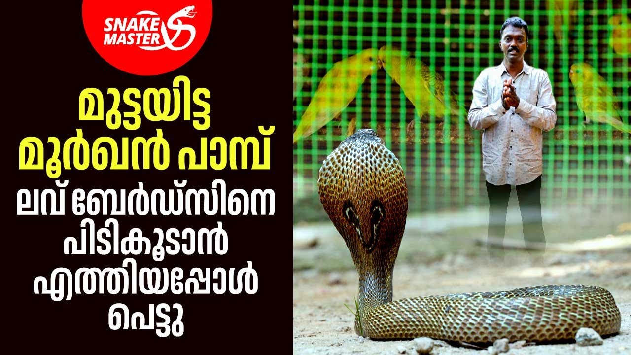 ലവ് ബേർഡ്സിനെ പിടികൂടാൻ എത്തിയ മൂർഖൻ ഒളിച്ചിരുന്ന സ്‌ഥലം കണ്ടോ? | Vava Suresh | Snakemaster 1116