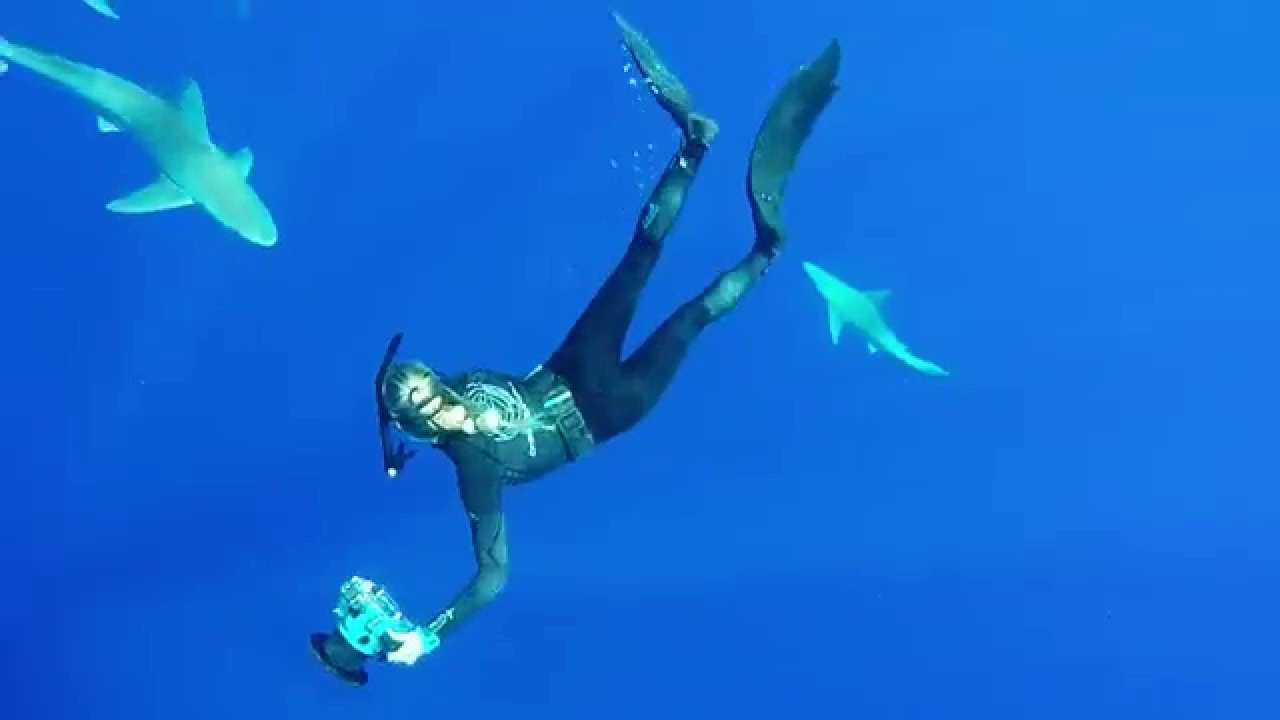 Swimming with Sandbar Sharks in Oahu, Hawaii