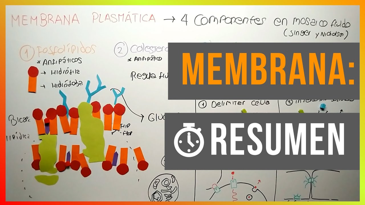 La Membrana Plasm&aacute;tica en 3 Minutos