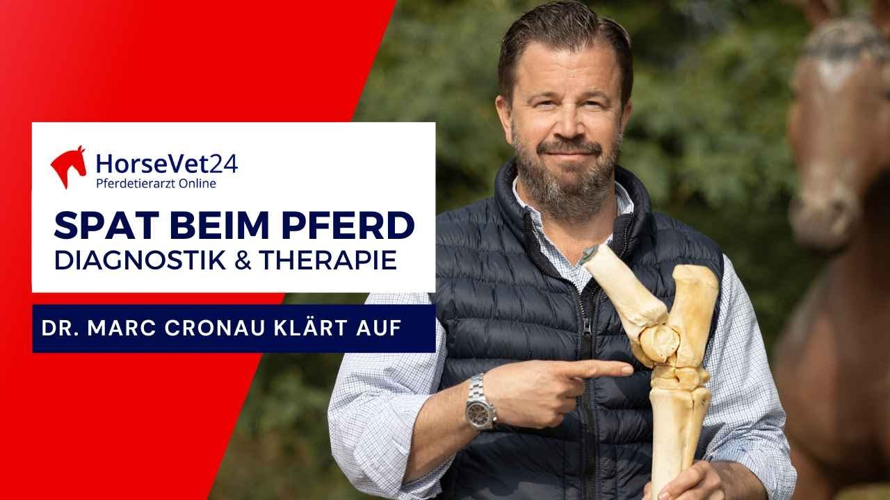 Spat beim Pferd: Diagnose und Therapie
