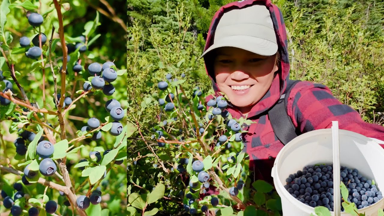 Kahit Walang Tanim May Naa Ani Dito Sa 🇨🇦 | Wild Blueberries | Nature's Bountiful Blessings