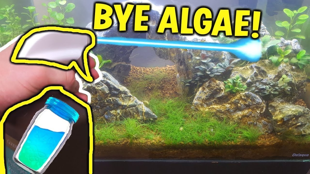 THE ALGAE LaZerGuM  - Melt AWAY BBA Algae