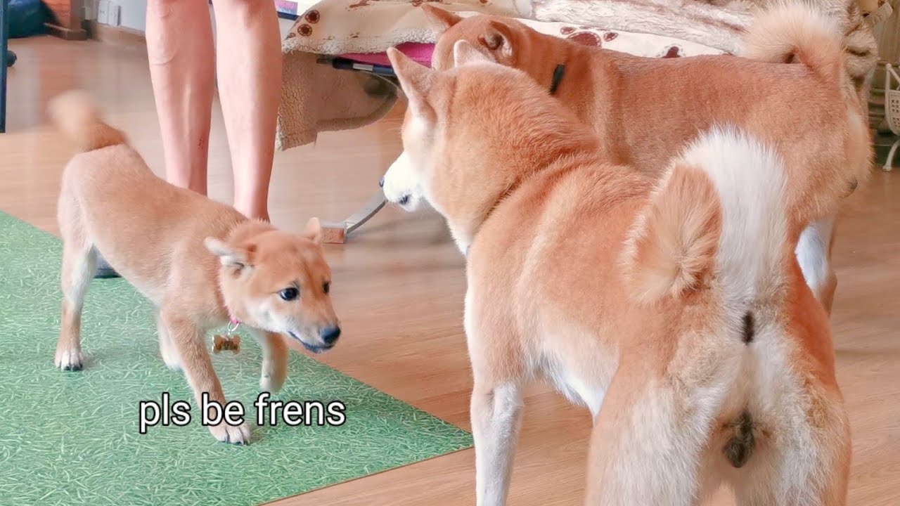 Puppy Trying To Fit in with New Family Members