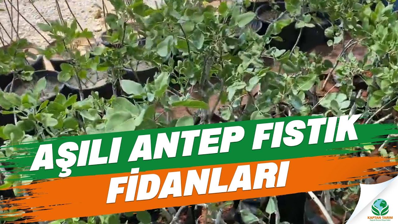 Aşılı Antep Fıstık Fidanları