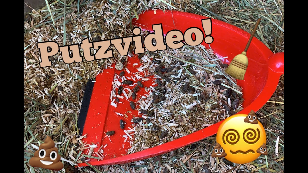 Putzvideo! | Die Schweinis