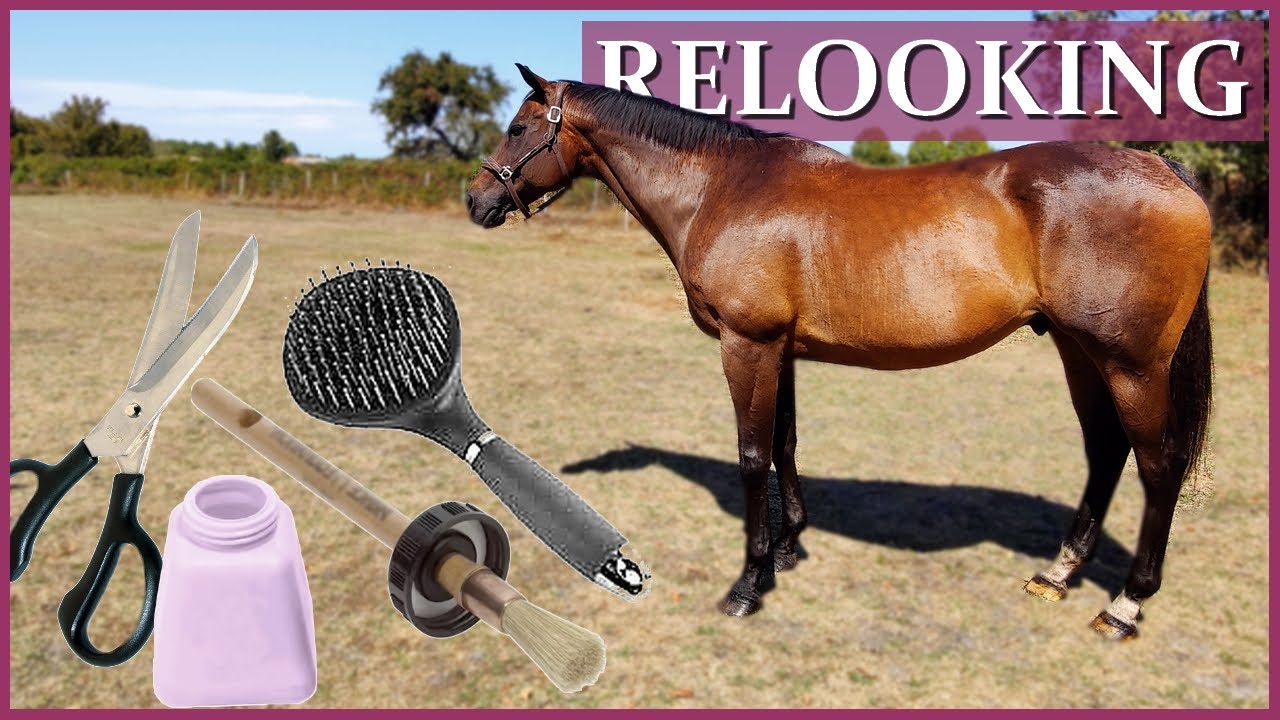 RELOOKING DE MON CHEVAL - Satisfaisant