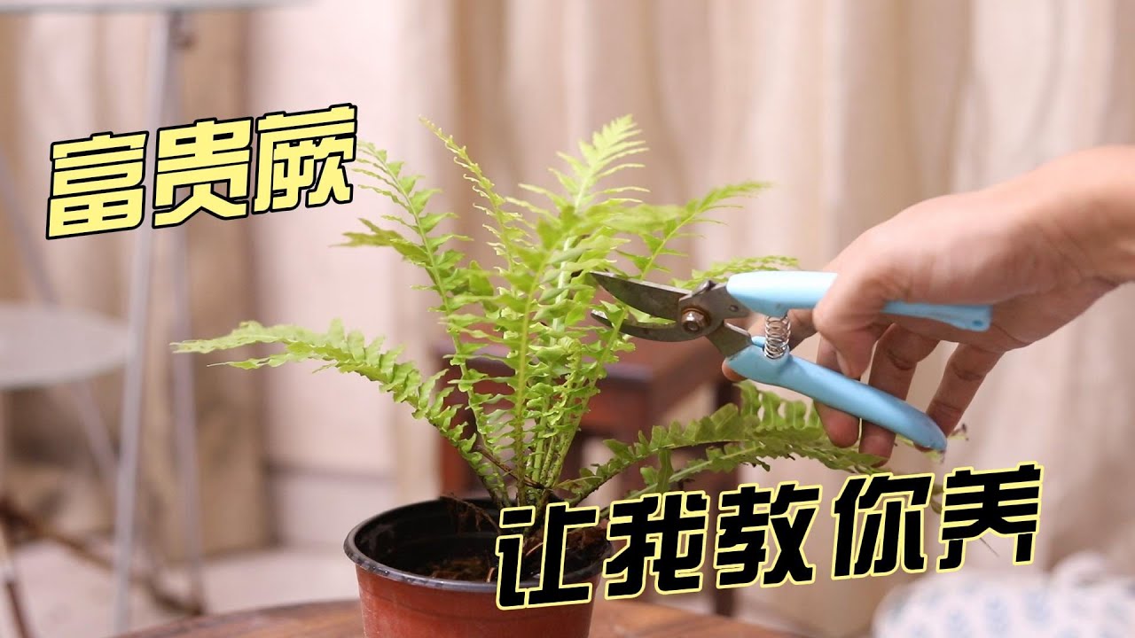 富贵蕨怎么养？园艺师教你，富贵蕨的详细养护技巧