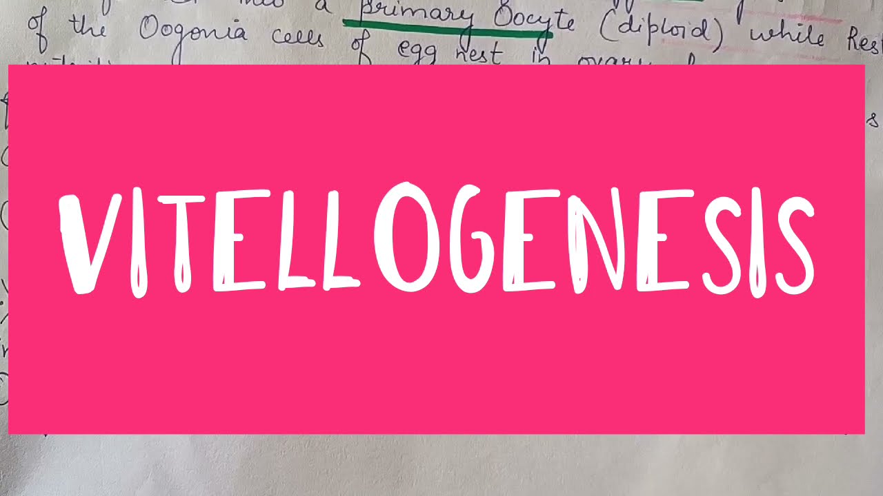 Vitellogenesis || Growth phase of oogenesis || Reproduction