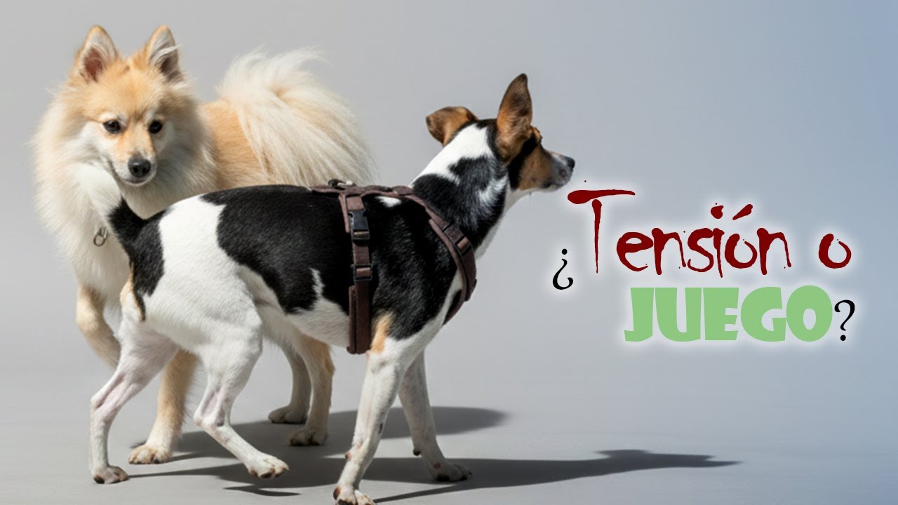 ¿Tensión, juego o ambas? Comportamiento canino - Etología canina Parte 1 de 2