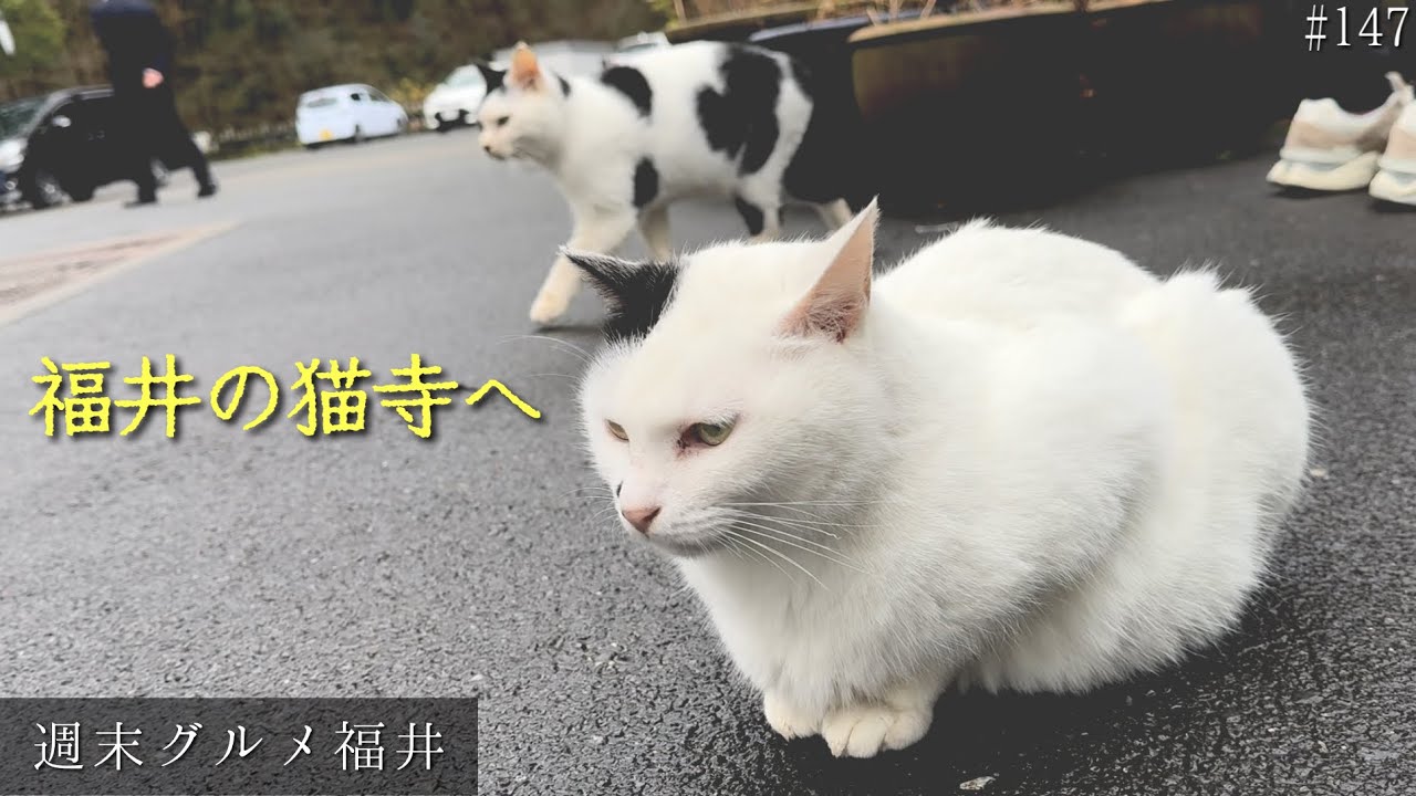 福井の猫寺へ【週末グルメ福井・きょうや】