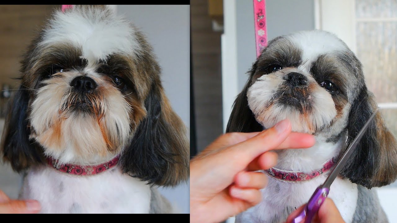 Shih Tzu Full Head Grooming