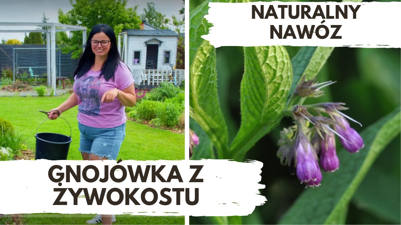 GNOJÓWKA Z ŻYWOKOSTU | Kasia in