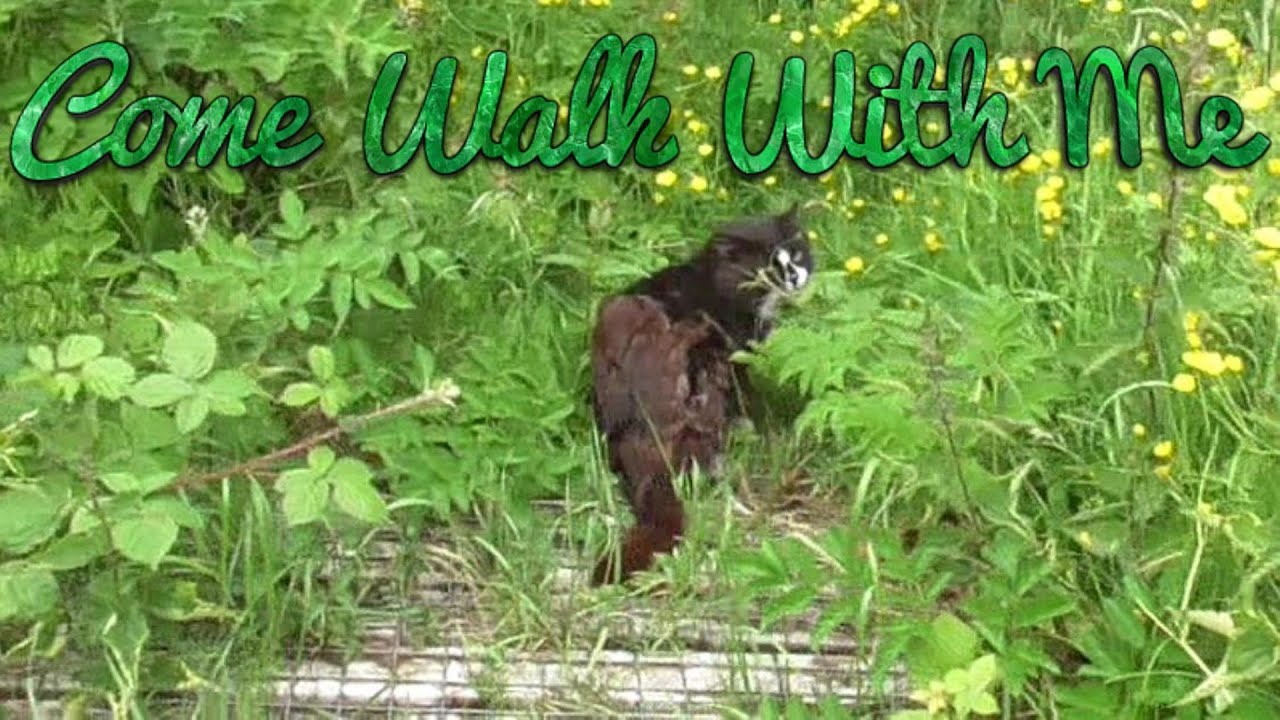 Quay Nature | Connahs Quay Walks