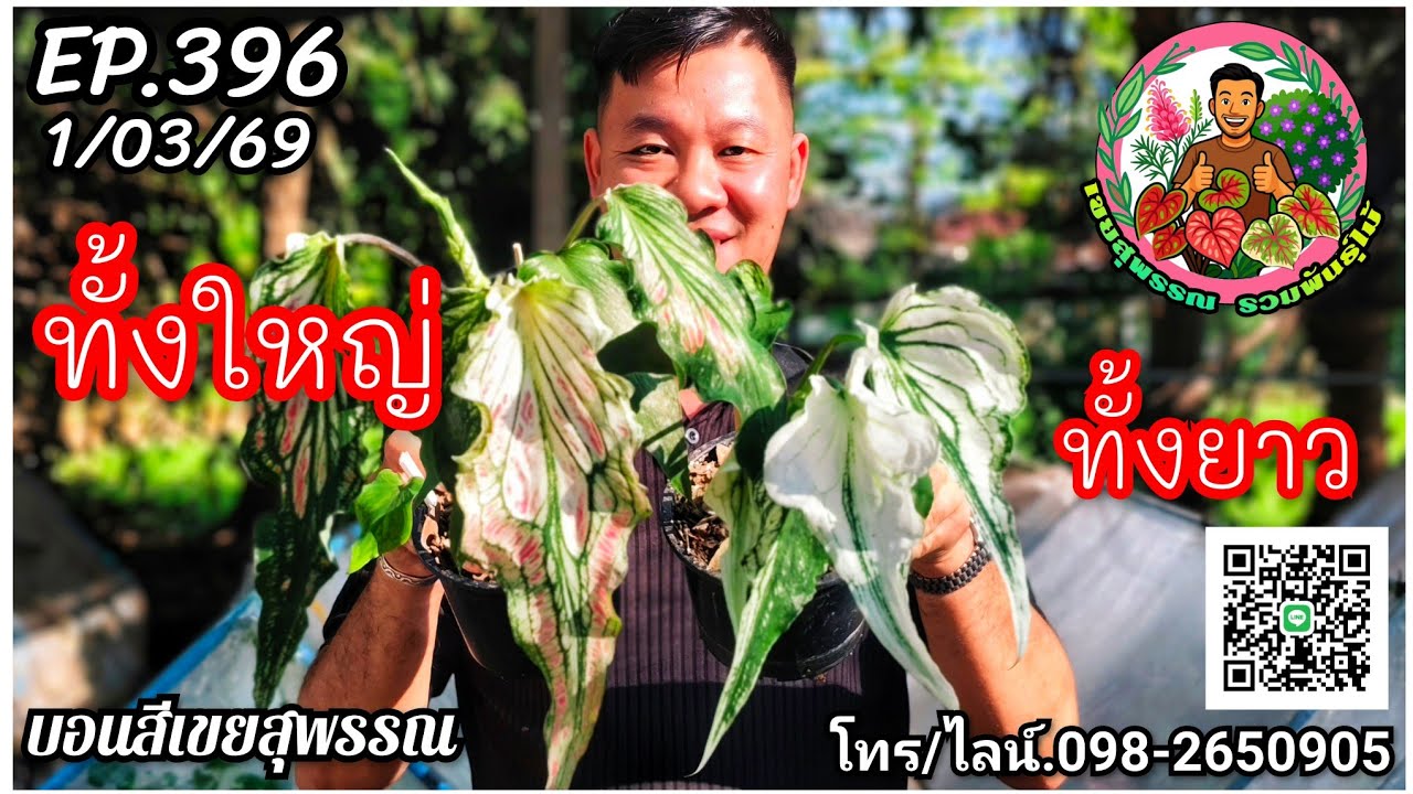 🪅คลิปใหม่🪅บอนสีเขยสุพรรณ🪅จำหน่ายบอนสีราคาถูก🪅