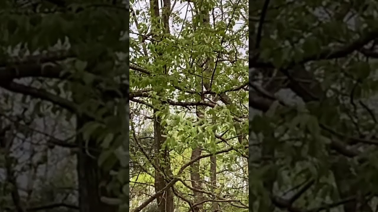 My Backyard Barred Owl Habitat #barredowls #barredowlchicks #2024 #urbanwildlife
