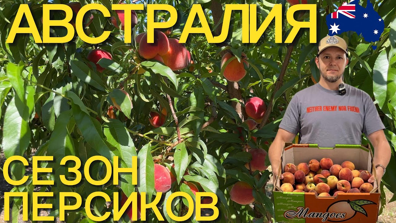 ПЕРСИКИ в АВСТРАЛИИ. ФЕРМА