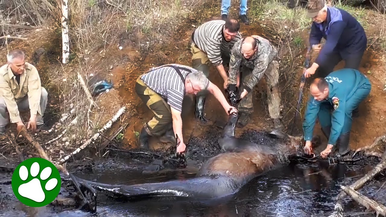 Giant moose stuck in oil pit