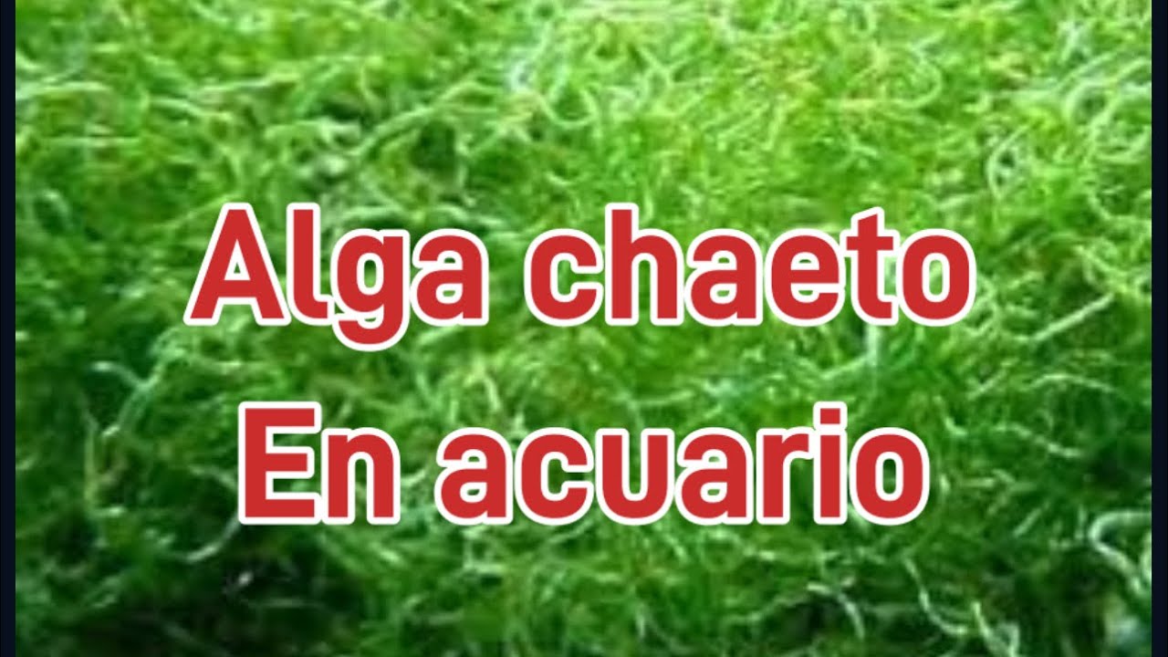 Alga chaeto en el acuario marino baja nitratos, fosfatos, y hasta amonio 😱😱😱😱