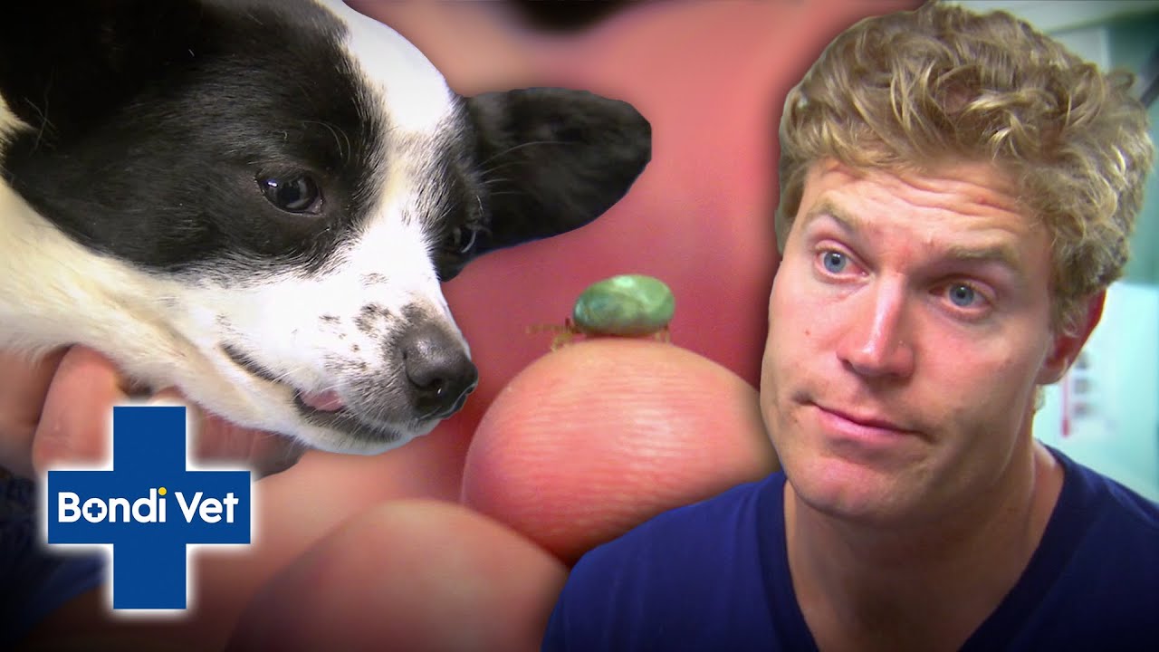 Paralysis Bug Leaves Dog Unable To Walk And Breath | Bondi Vet