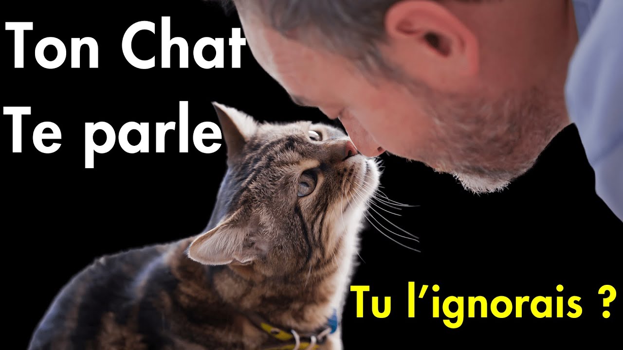 Ton chat te parle TOUS LES JOURS… (Voici LE secret pour ENFIN le comprendre)