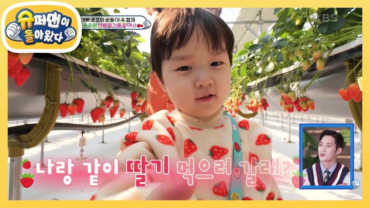 [김준호네] 29개월 딸기 인생 김은우의 딸기밭 최초 입성! 딸기 먹고 또 먹고&hearts; [슈퍼맨이 돌아왔다/The Return of Superman] | KBS 240421 방송