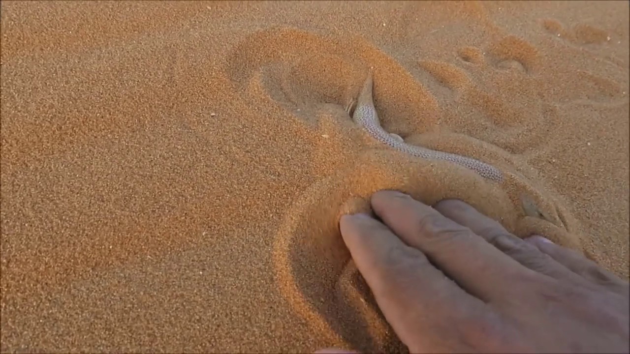 سحلية السقنقور (سمكة الرمل) 3 1 1438هـ