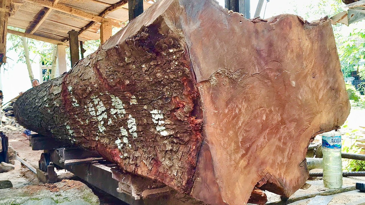 🌲СУМАСШЕДШЕ! Распиливаем самое большое 8-тонное бревно красного дерева, когда-либо найденное в лесу🌲