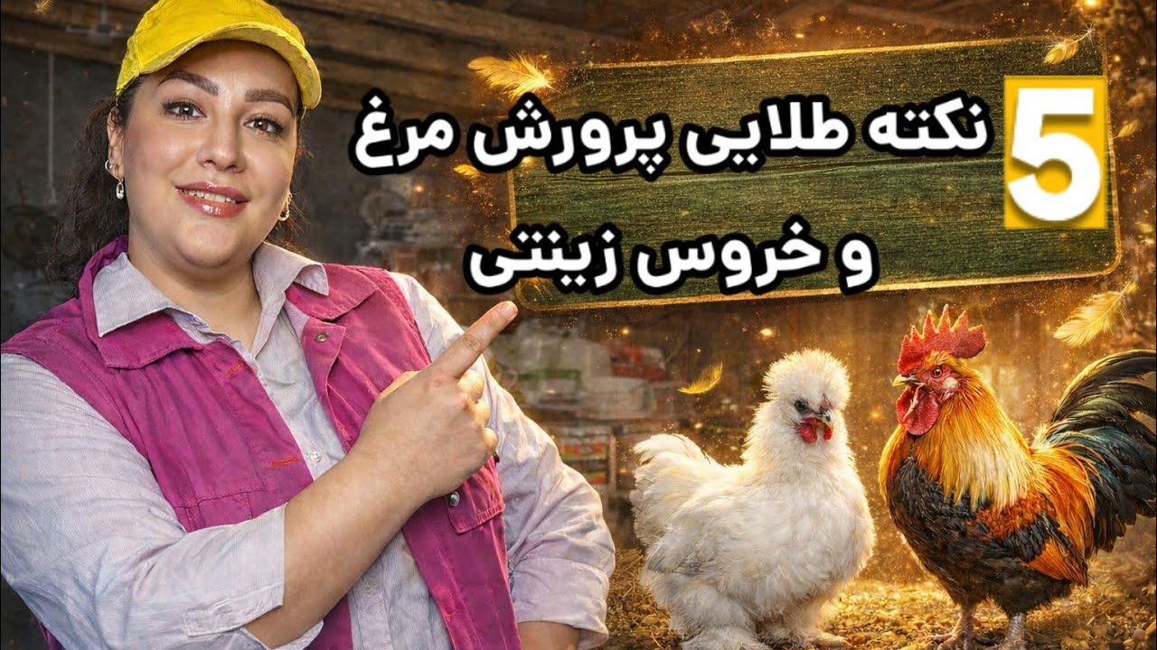 ۵ نکته طلایی پرورش مرغ و خروس زینتی | راهنمای کامل تازه‌کارها