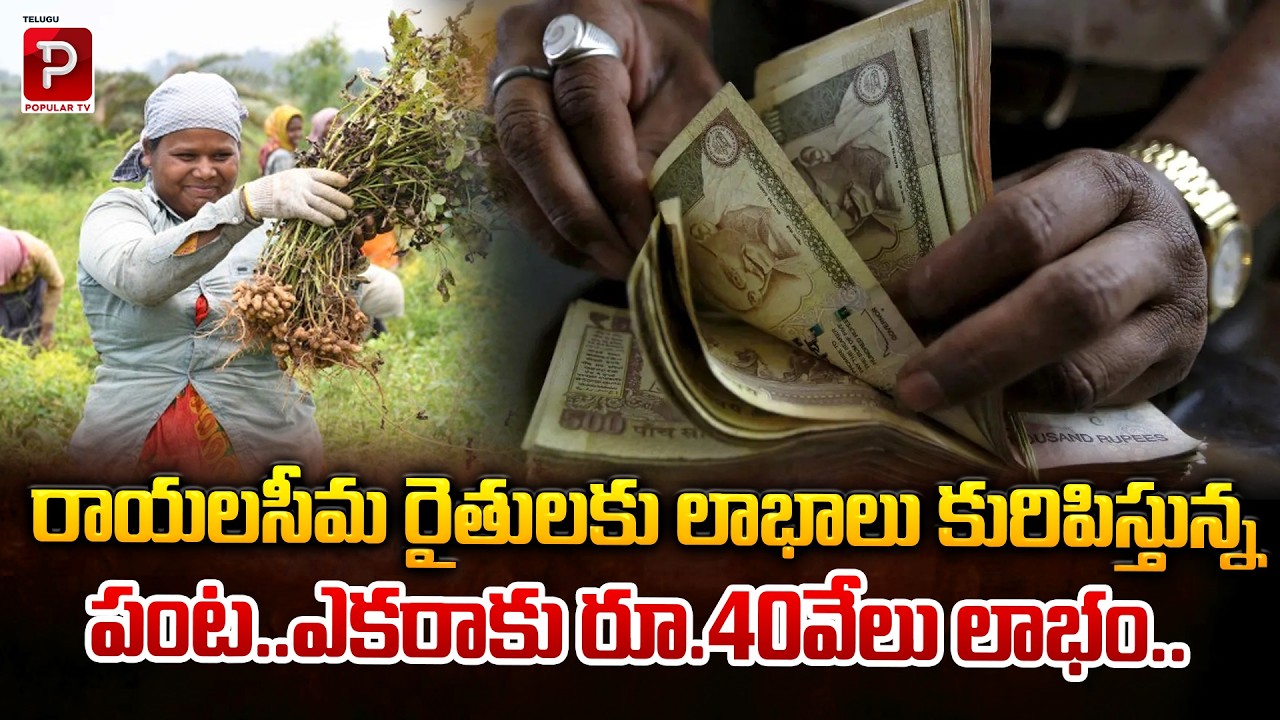 Profitable Crop for Rayalaseema Farmers Earn ₹40,000 per Acre | Profitable Crop Revealed |Popular TV