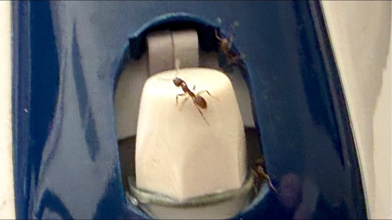 IRON ANTS ATTACK