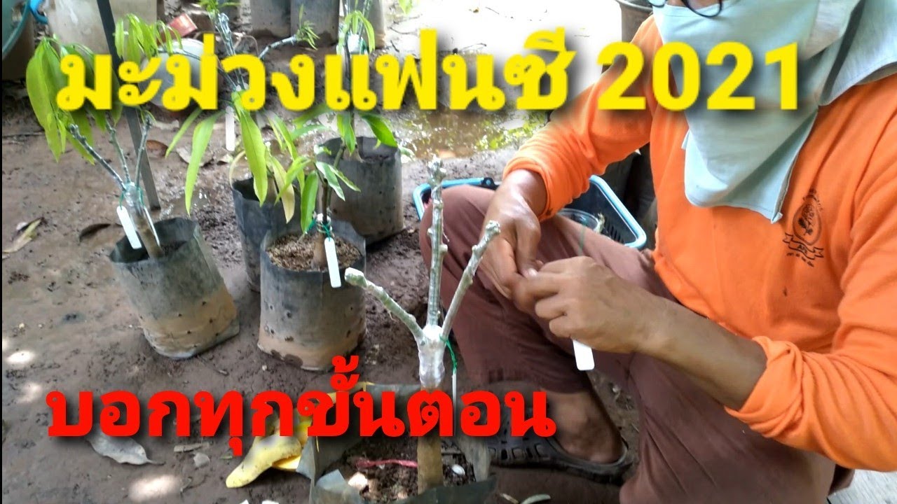 มะม่วงแฟนซี 2021