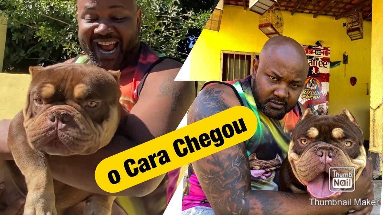 American Bully Micro mais cabeçudo chegou - Gaviões q Defendem os aviões dos Pombos 😱#American🇺🇸