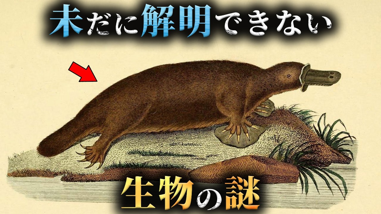 【未解明】最新研究ですら解明されてない生物の謎6選がヤバすぎる...。Part11【 生物学 ミステリー 動物 】